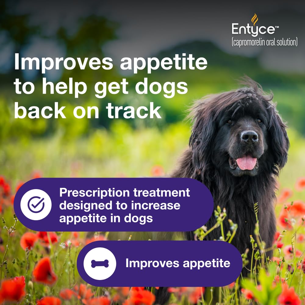 Dog Appetite Stimulant Oral Solution 30mg/ml 10 ml Y686127