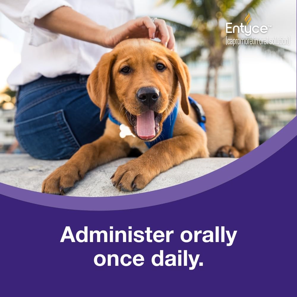 Dog Appetite Stimulant Oral Solution 30mg/ml 10 ml Y686127