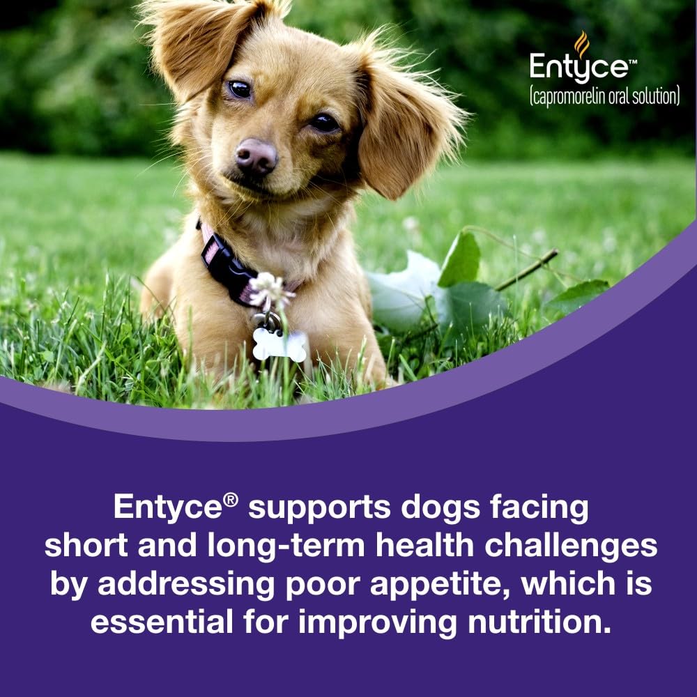 Dog Appetite Stimulant Oral Solution 30mg/ml 10 ml Y686127