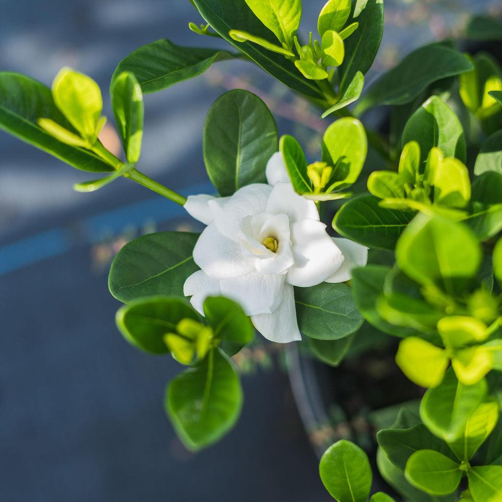 Fragrant Shrub O582955