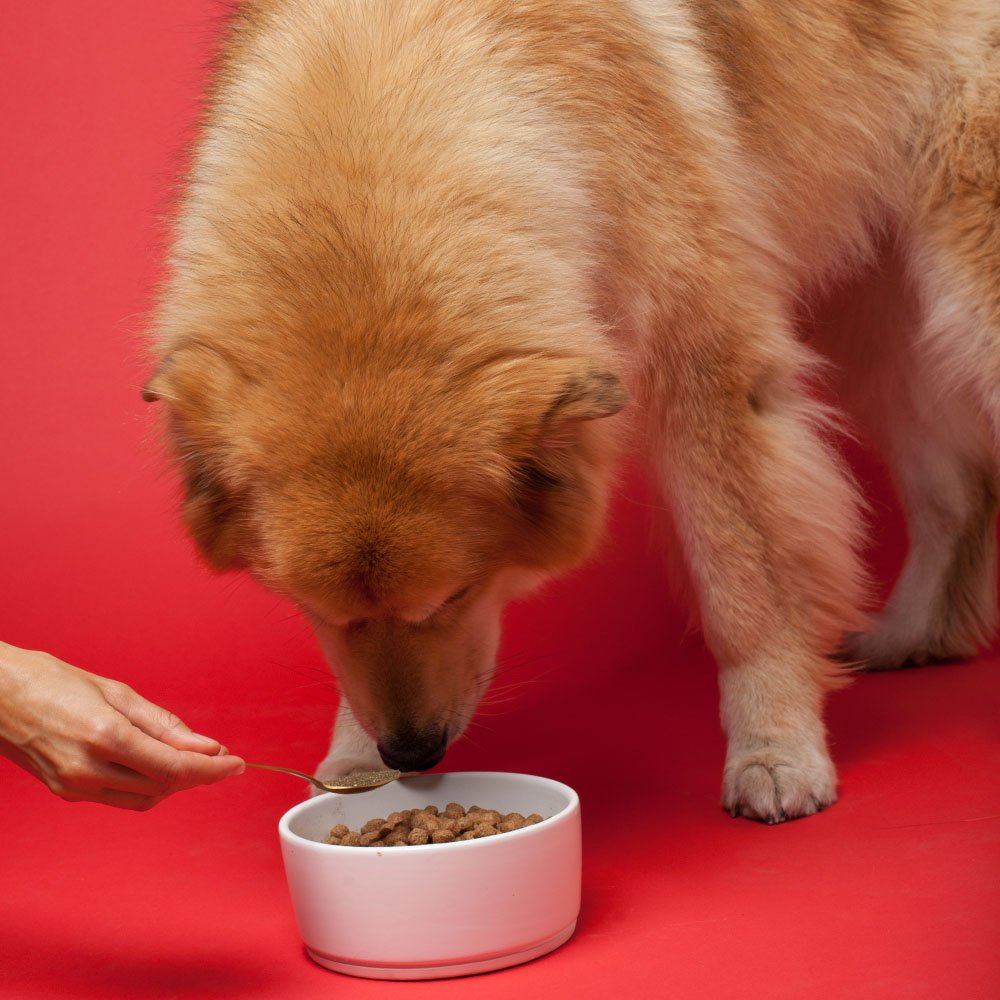 Senior Dog Supplement Powder 1lb Bag O738