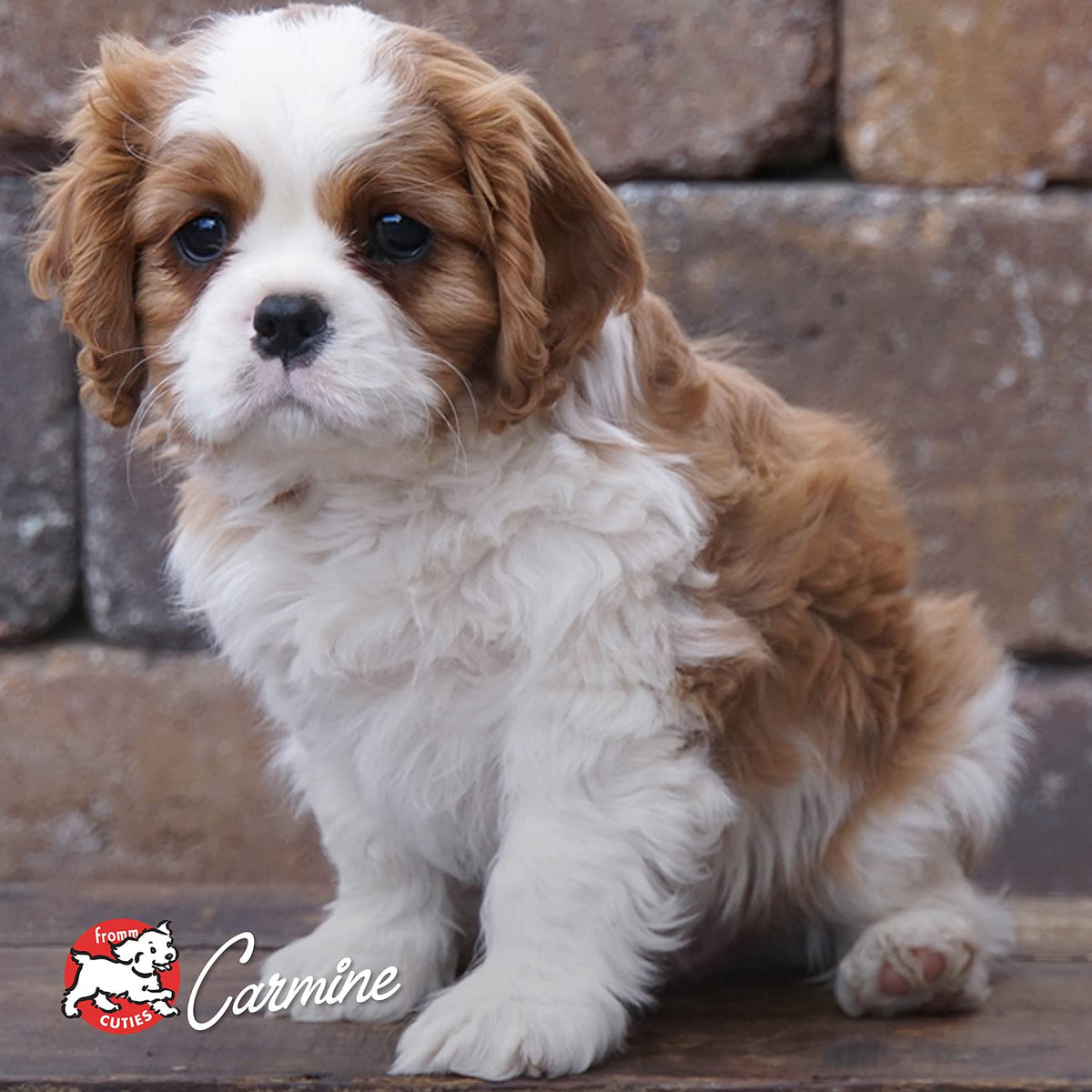 Dry Puppy Food Chicken Recipe 15 lb S866125
