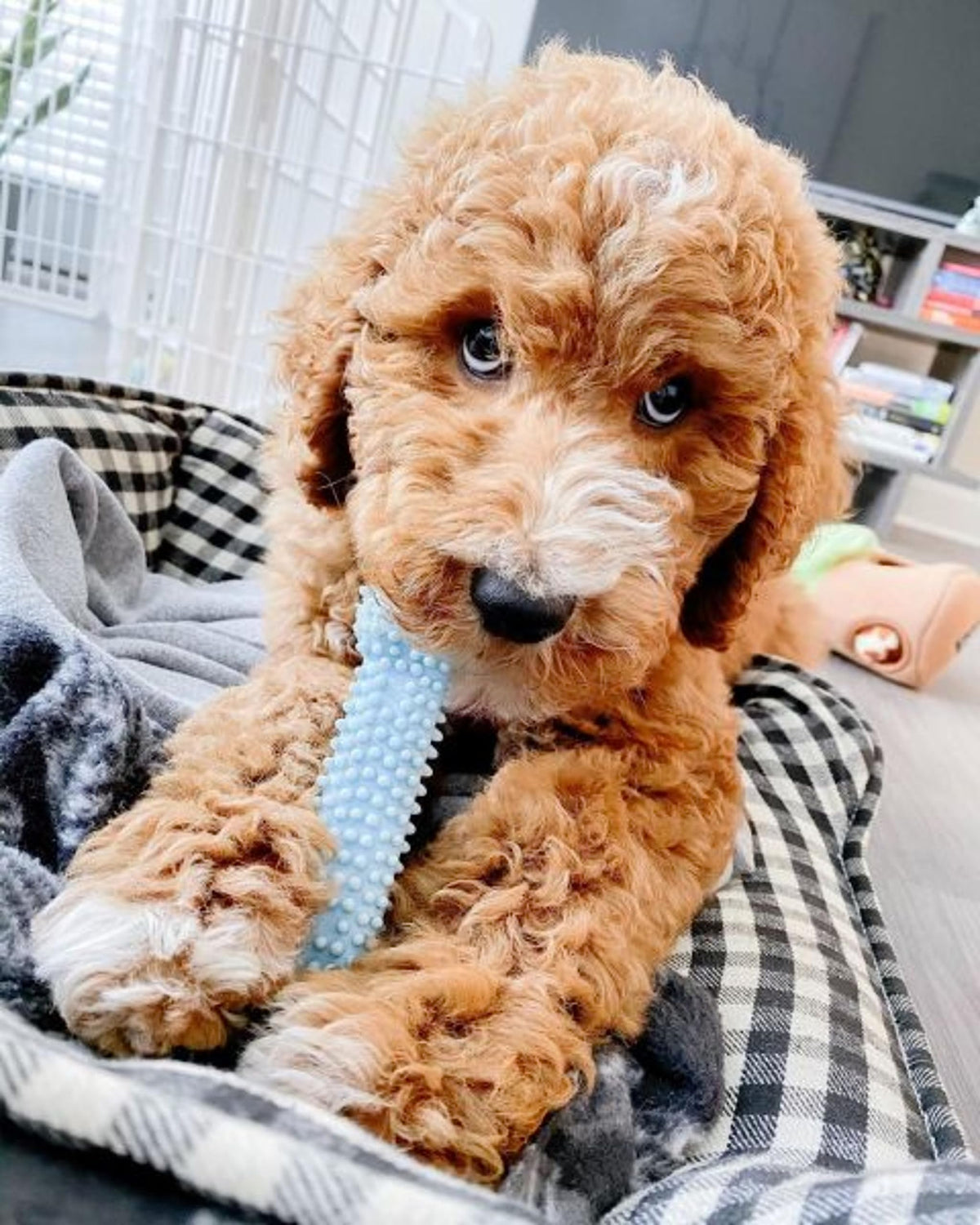Puppy Teething Toys 3 Pack F9855
