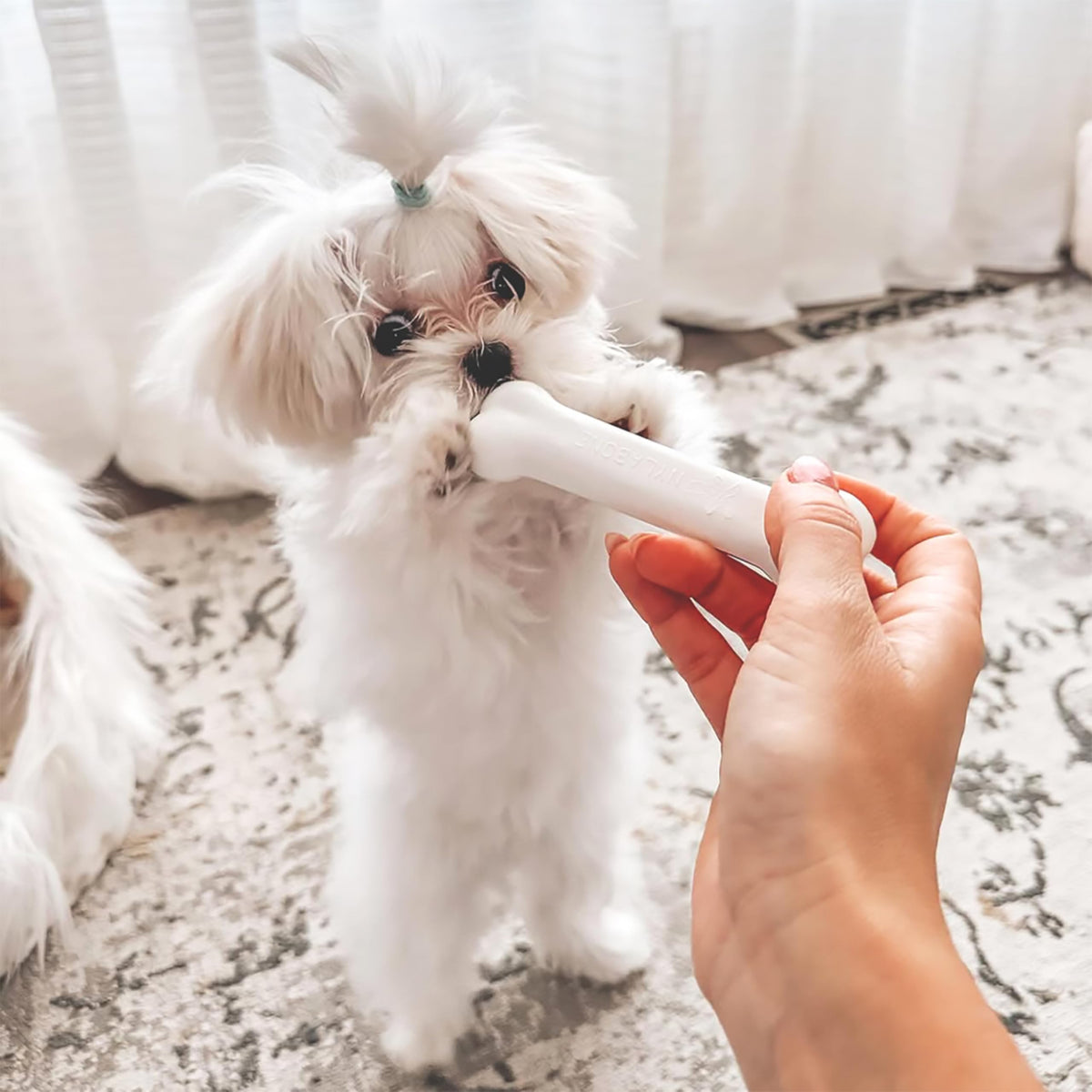 Puppy Teething Toys 3 Pack F9855