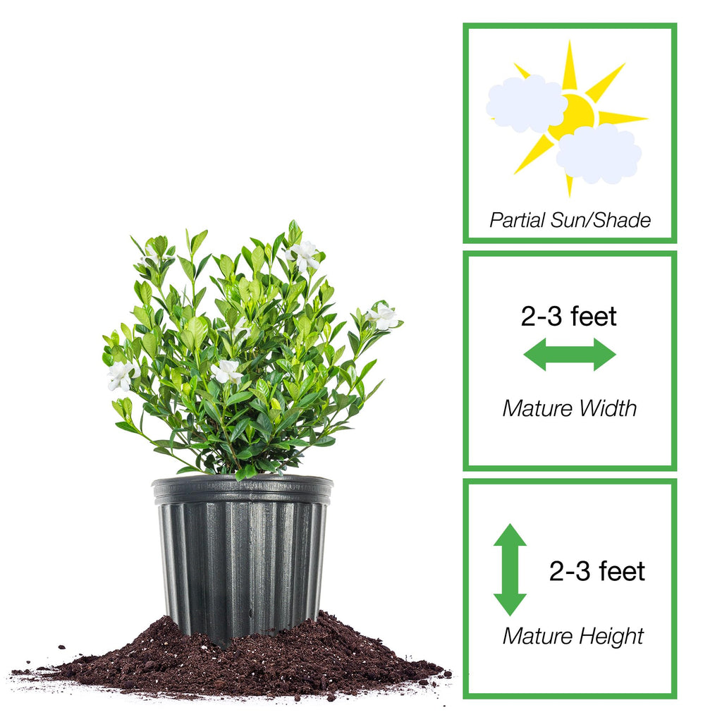 Fragrant Shrub O582955