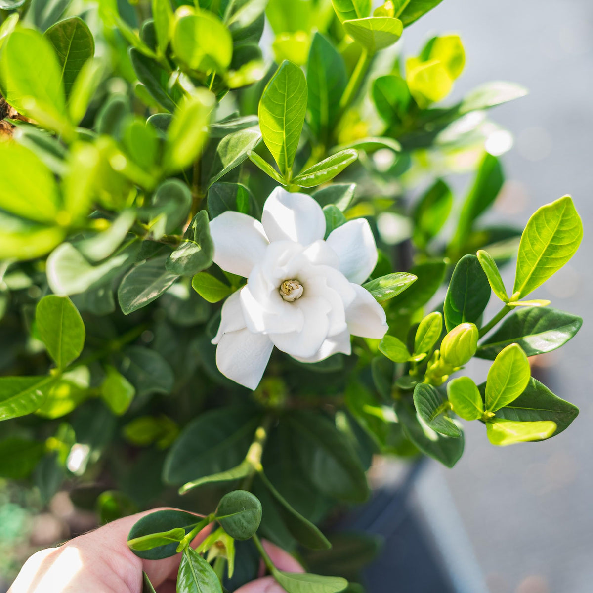 Fragrant Shrub O582955