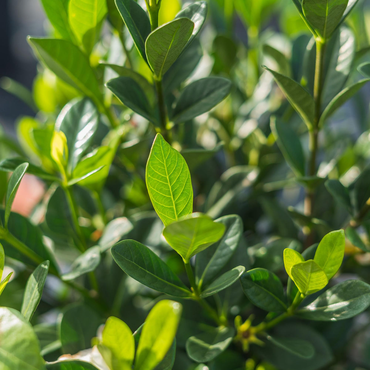 Fragrant Shrub O582955