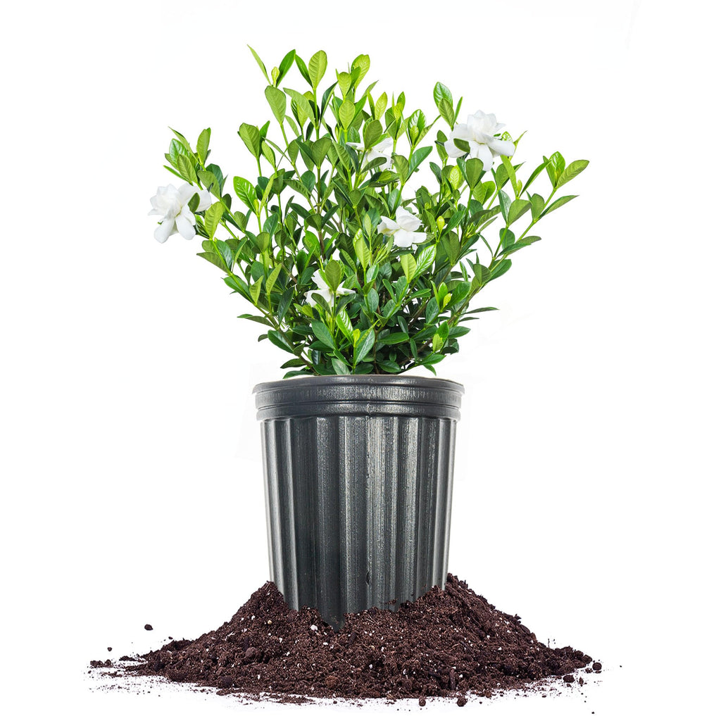 Fragrant Shrub O582955