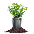 Fragrant Shrub O582955